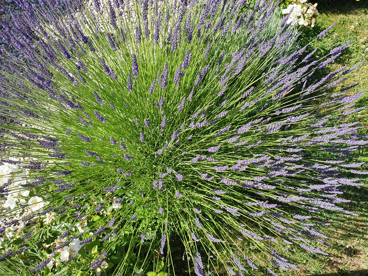 La lavande du jardin