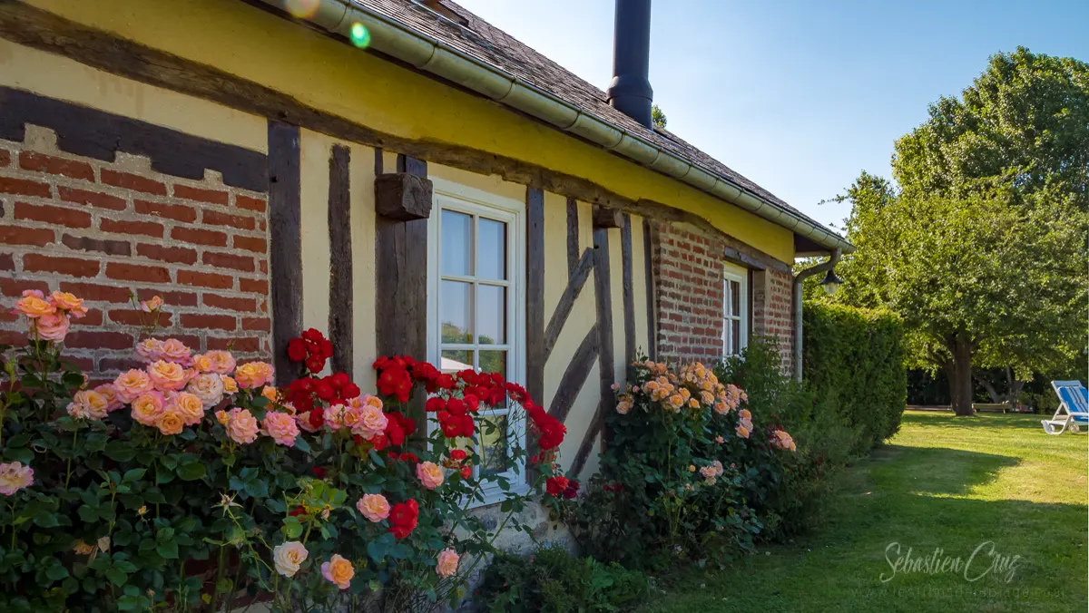 Les rosiers devant les colombages